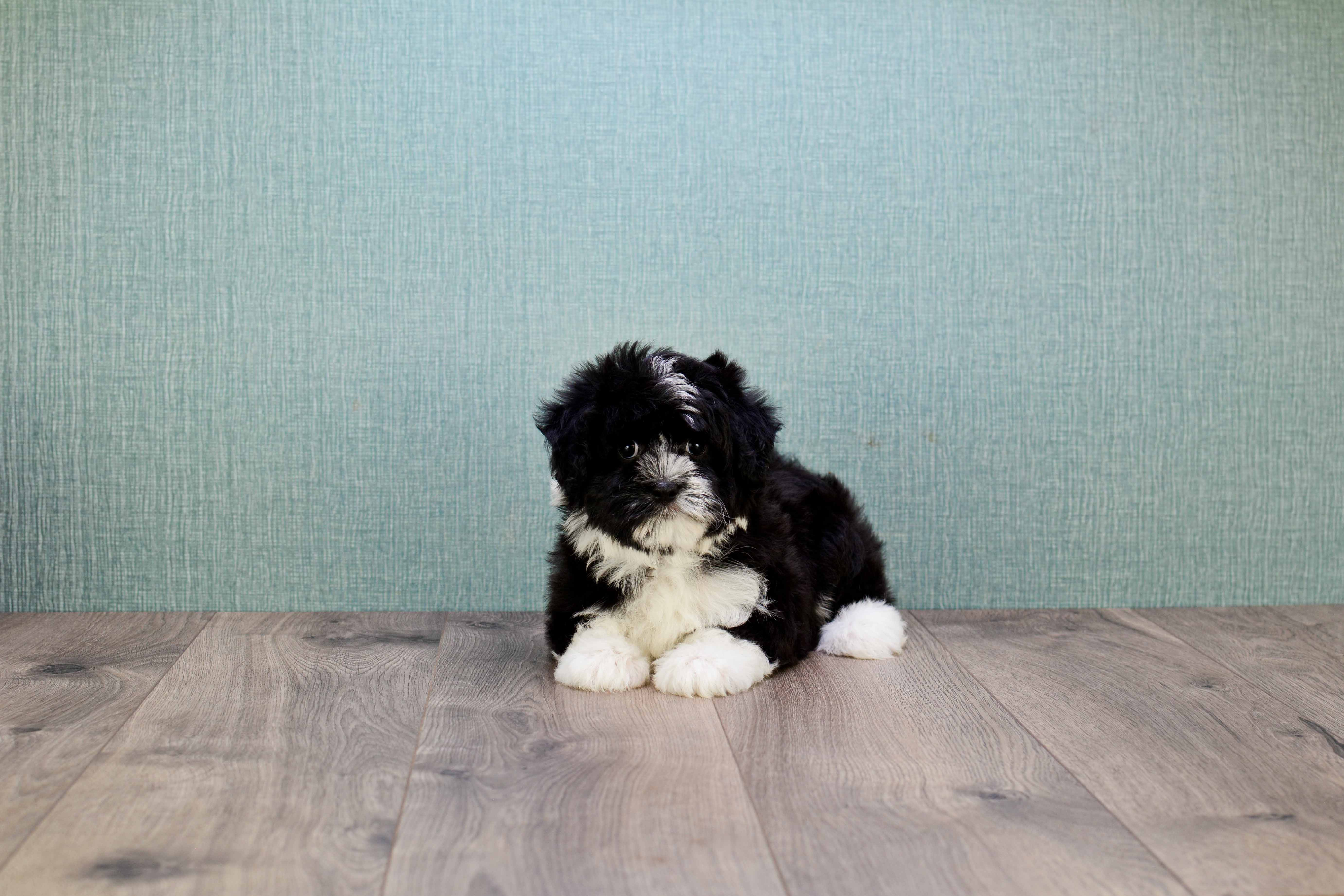 Small Havanese Purebred Pup