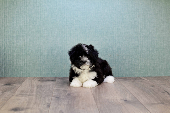 Small Havanese Purebred Pup