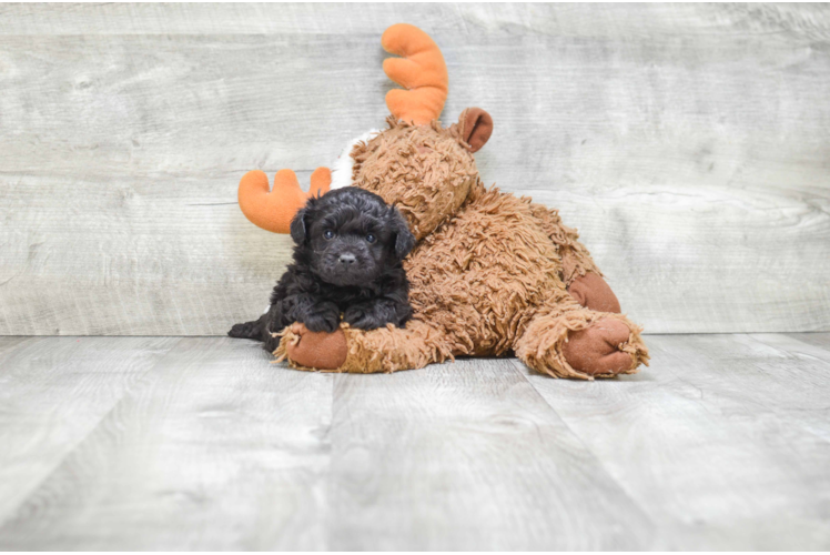 Mini Aussiedoodle Pup Being Cute