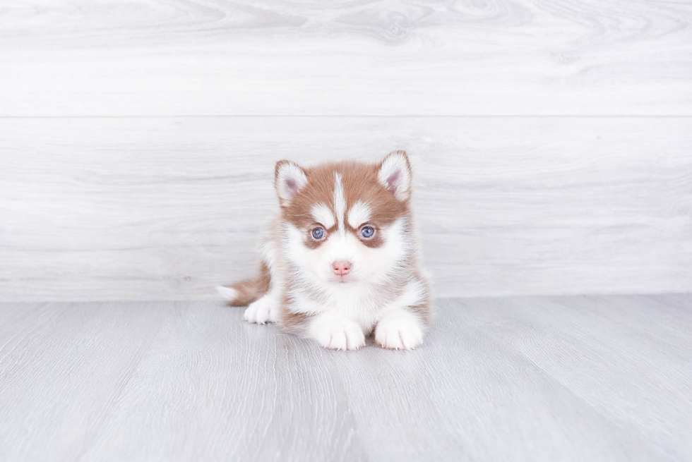 Best Pomsky Baby