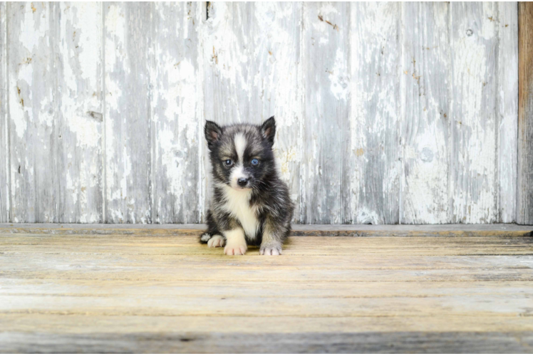 Happy Pomsky Baby