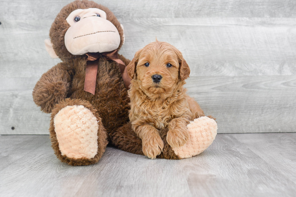 Fluffy Mini Goldendoodle Poodle Mix Pup