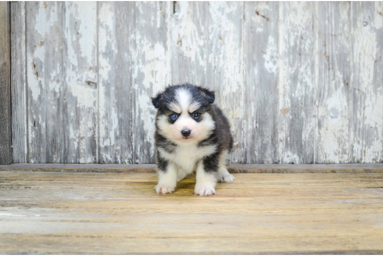 Pomsky Pup Being Cute