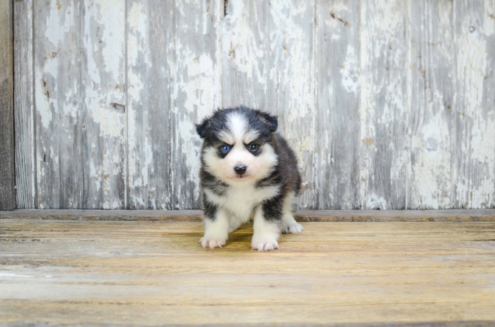 Pomsky Pup Being Cute