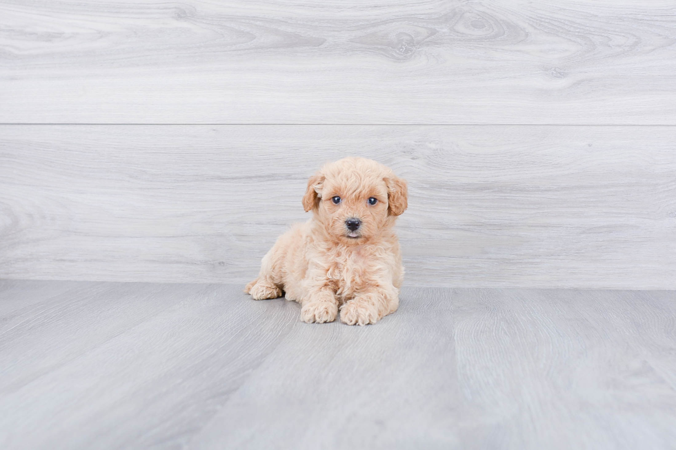 Cute Mini Goldendoodle Baby