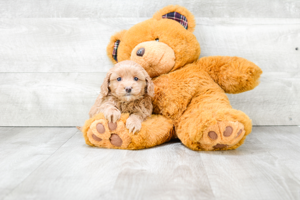 Cockapoo Pup Being Cute