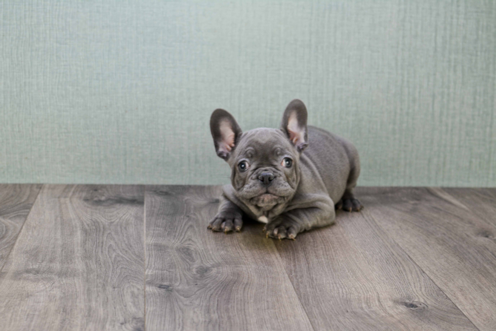 Best French Bulldog Baby