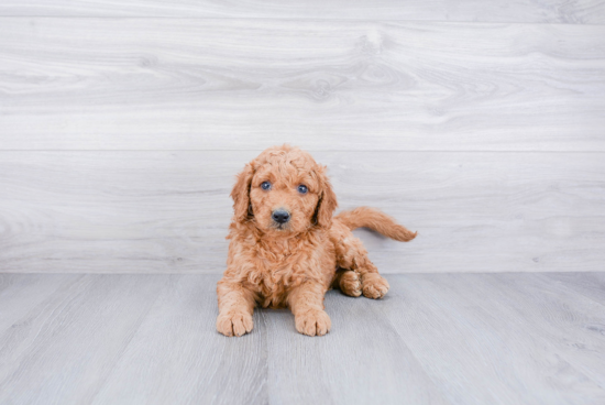 Petite Mini Goldendoodle Poodle Mix Pup