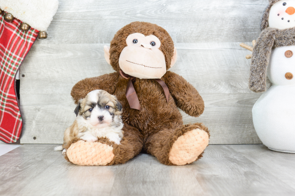 Havanese Puppy for Adoption