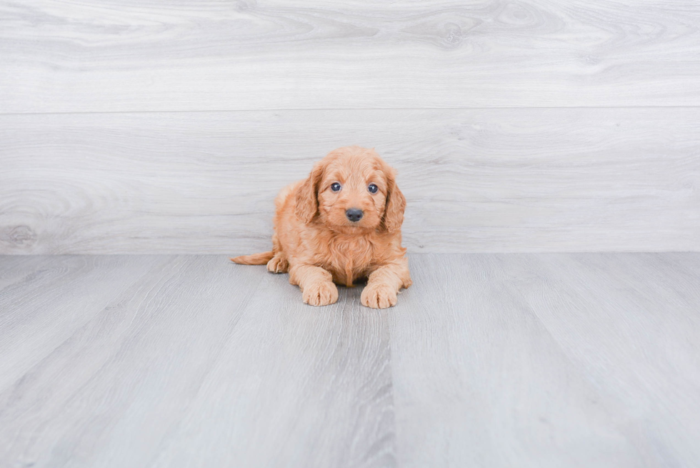 Mini Goldendoodle Pup Being Cute