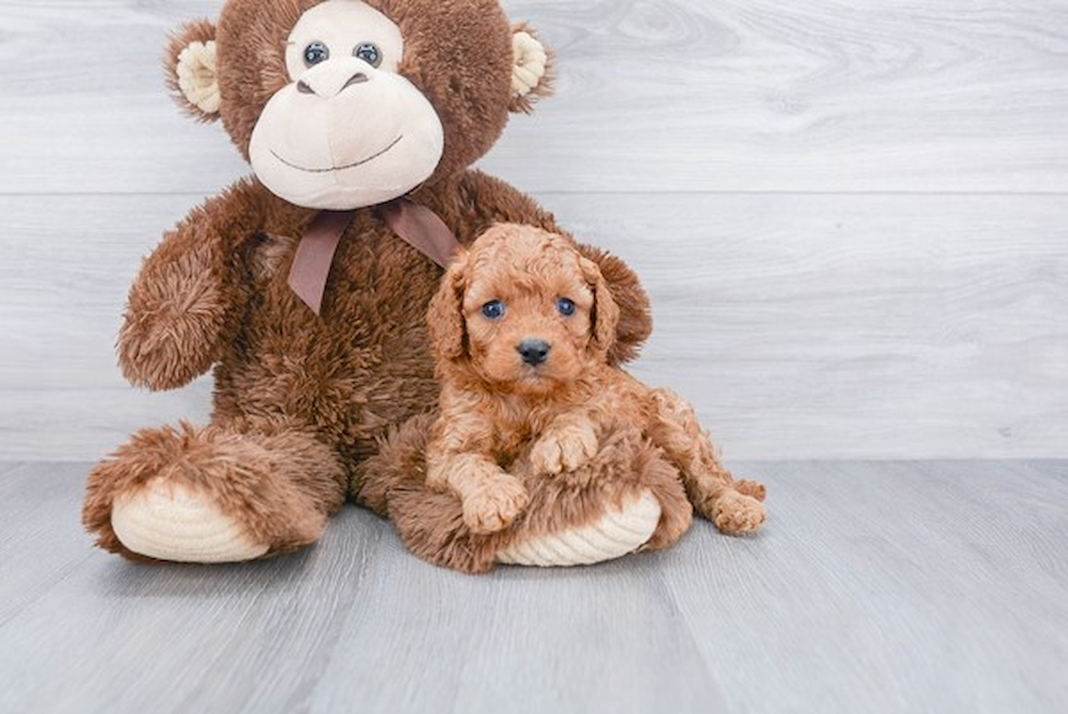 Best Cavapoo Baby