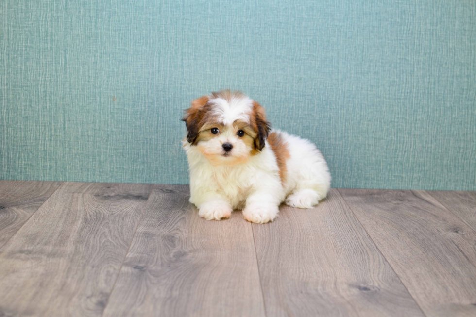 Teddy Bear Pup Being Cute