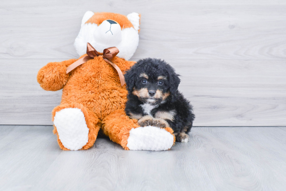 Friendly Mini Bernedoodle Baby