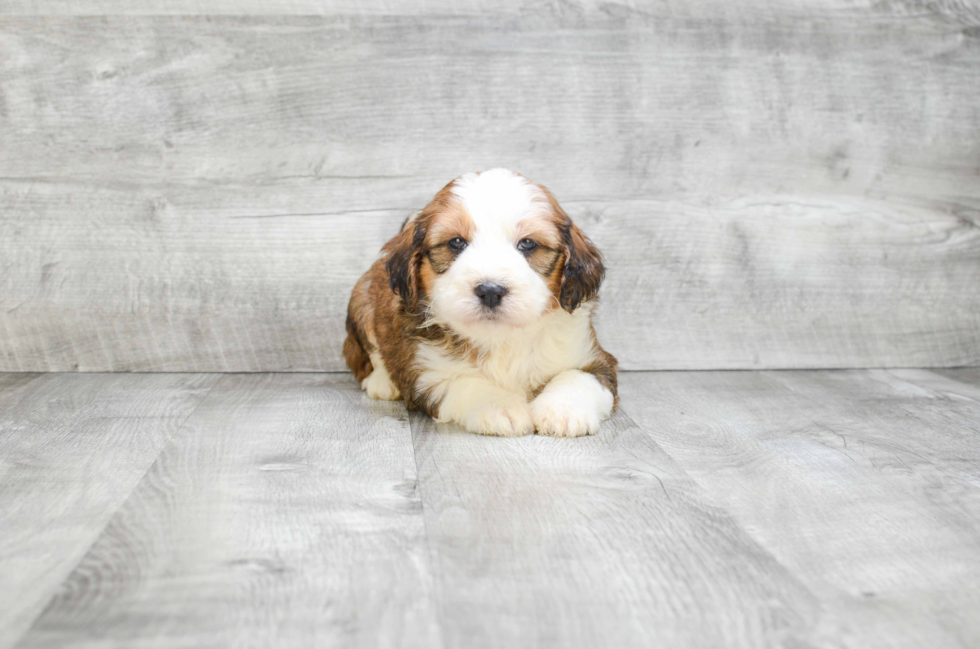 Mini Bernedoodle Pup Being Cute