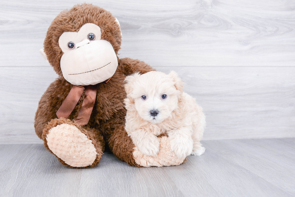 Maltipoo Puppy for Adoption