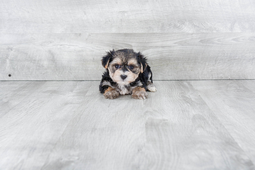 Morkie Pup Being Cute