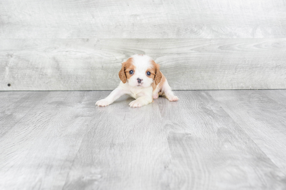 Cavalier King Charles Spaniel Puppy for Adoption