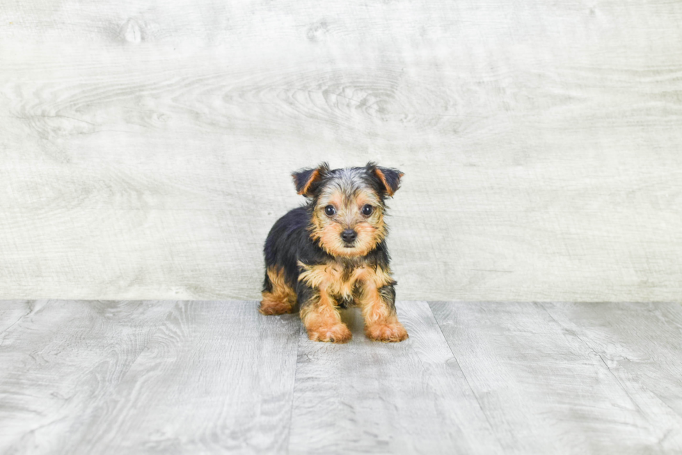 Meet Timmy - our Yorkshire Terrier Puppy Photo 