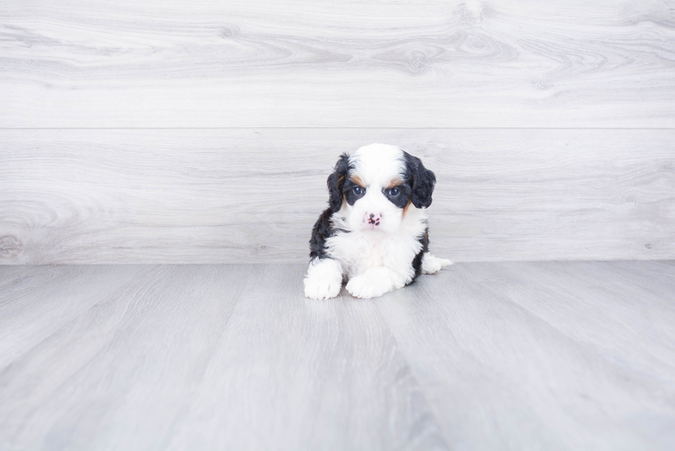 Little Bernadoodle Poodle Mix Puppy