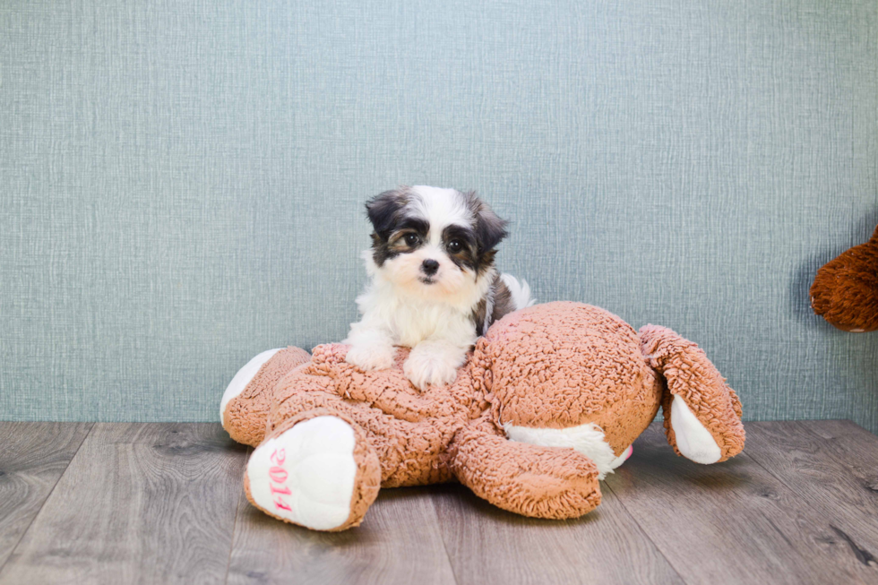 Teddy Bear Pup Being Cute