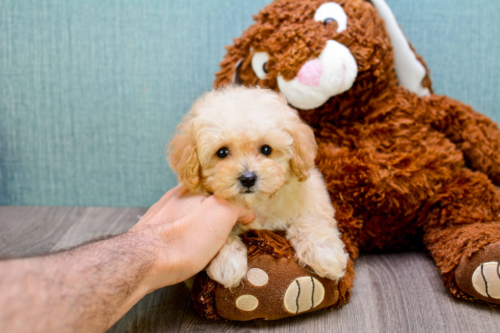 Best Maltipoo Baby