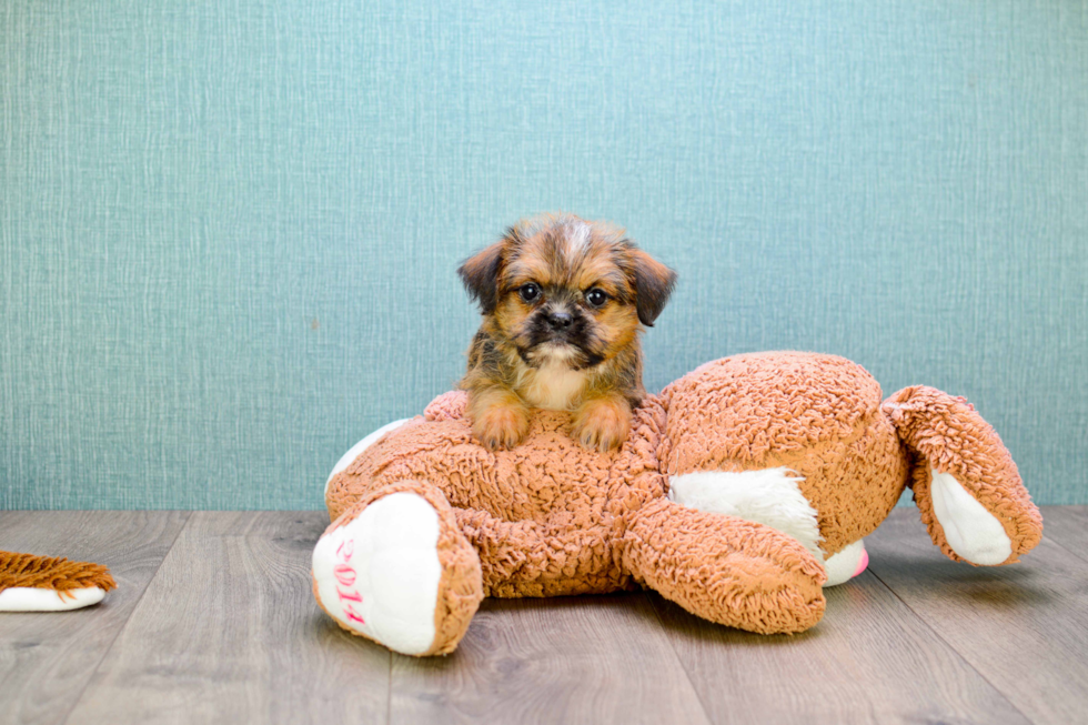 Brussels Griffon Puppy for Adoption