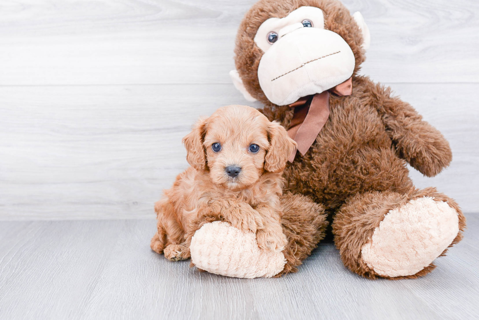 Cavapoo Pup Being Cute