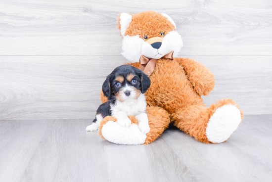 Little Cavalier King Charles Spaniel Baby