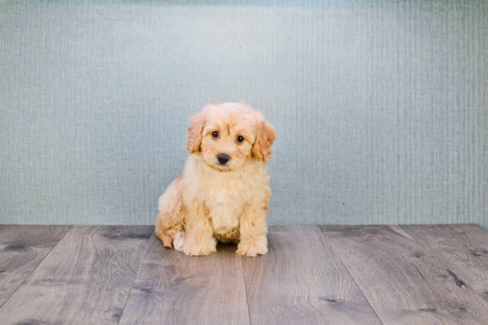 Fluffy Mini Goldendoodle Poodle Mix Pup