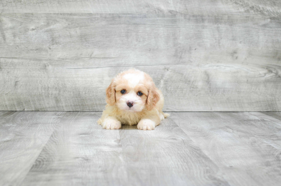 Cavachon Puppy for Adoption