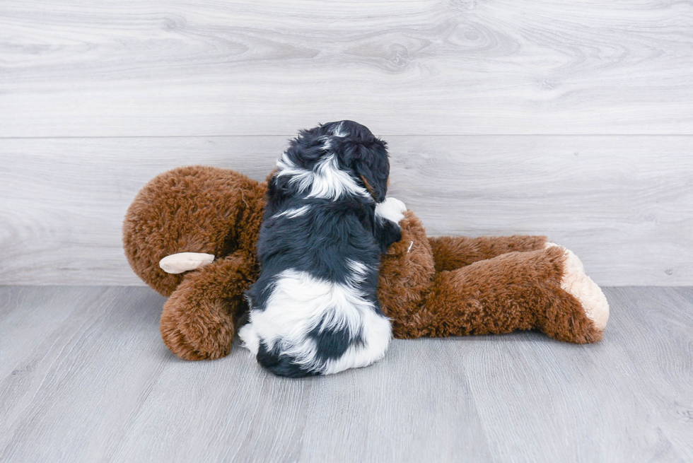 Cavalier King Charles Spaniel Puppy for Adoption