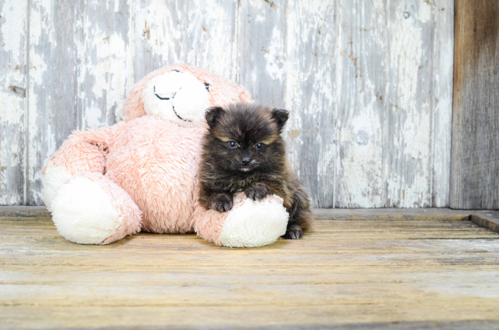 Pomeranian Puppy for Adoption