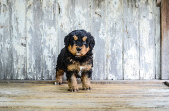 Mini Bernedoodle Pup Being Cute