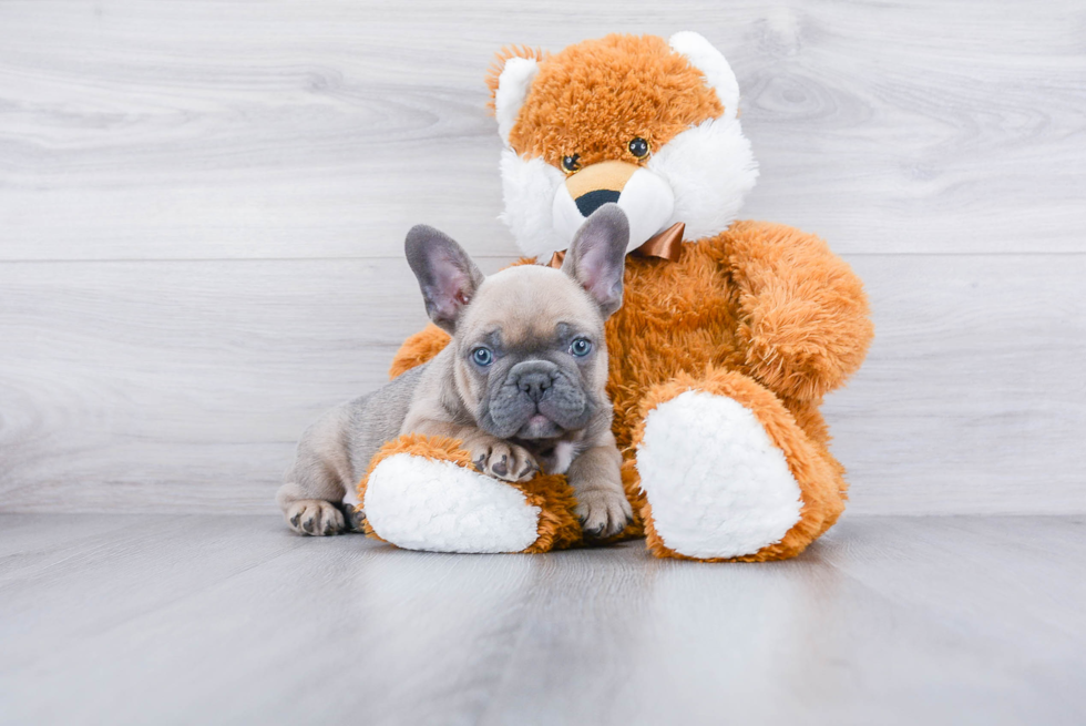 French Bulldog Pup Being Cute