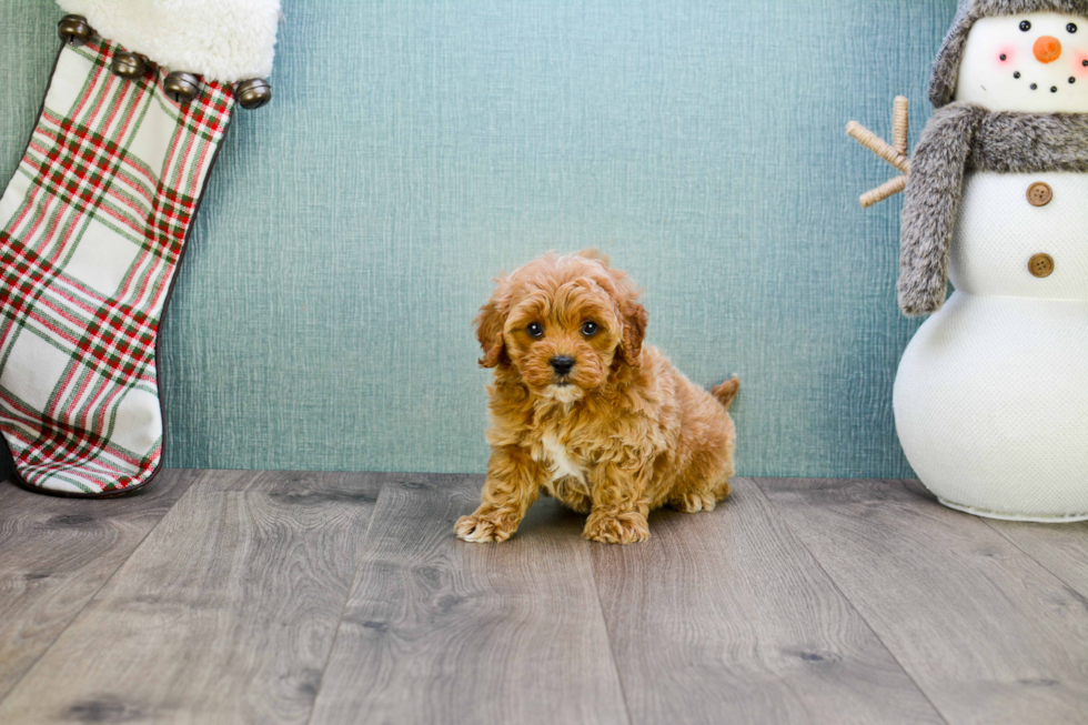 Small Cavapoo Baby