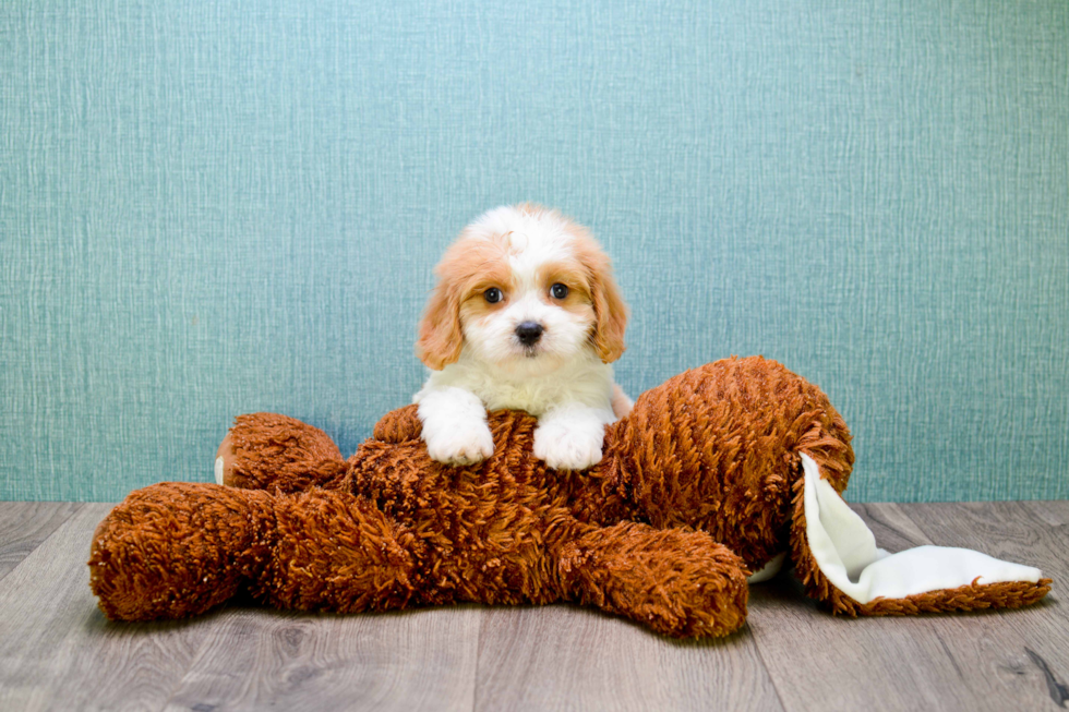 Cavachon Pup Being Cute