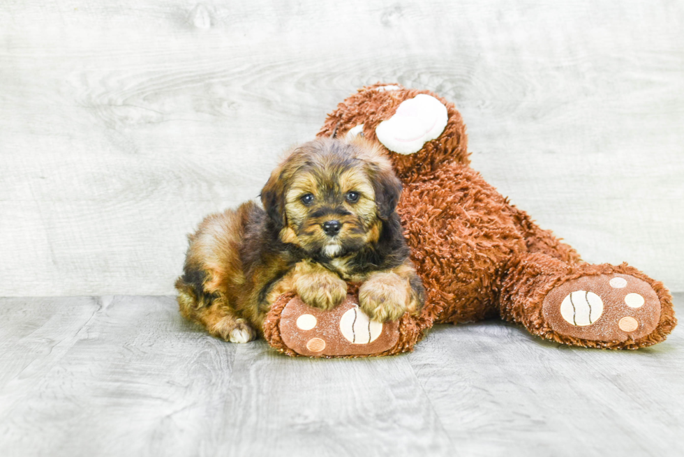 Mini Bernedoodle Puppy for Adoption