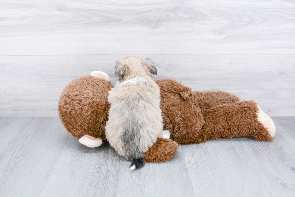 Havanese Puppy for Adoption