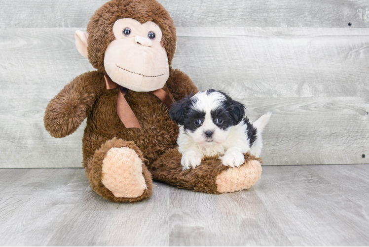 Teddy Bear Pup Being Cute