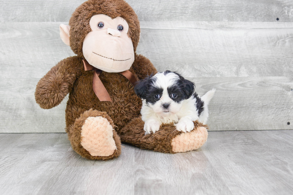 Teddy Bear Pup Being Cute