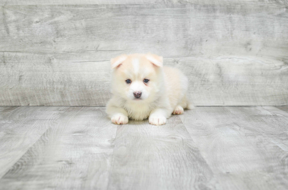 Cute Pomsky Baby