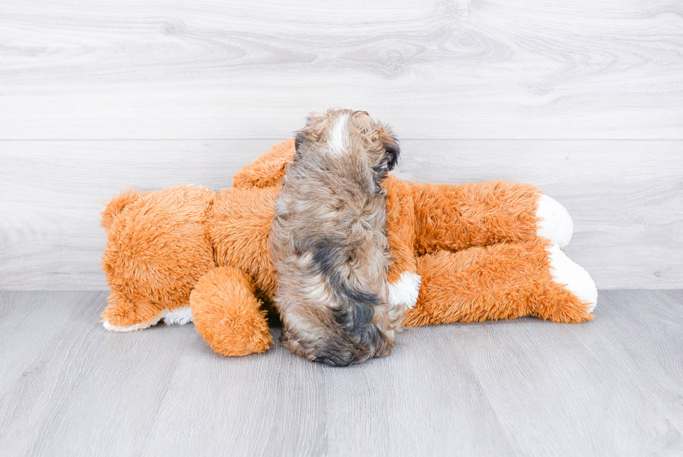 Hypoallergenic Havanese Baby