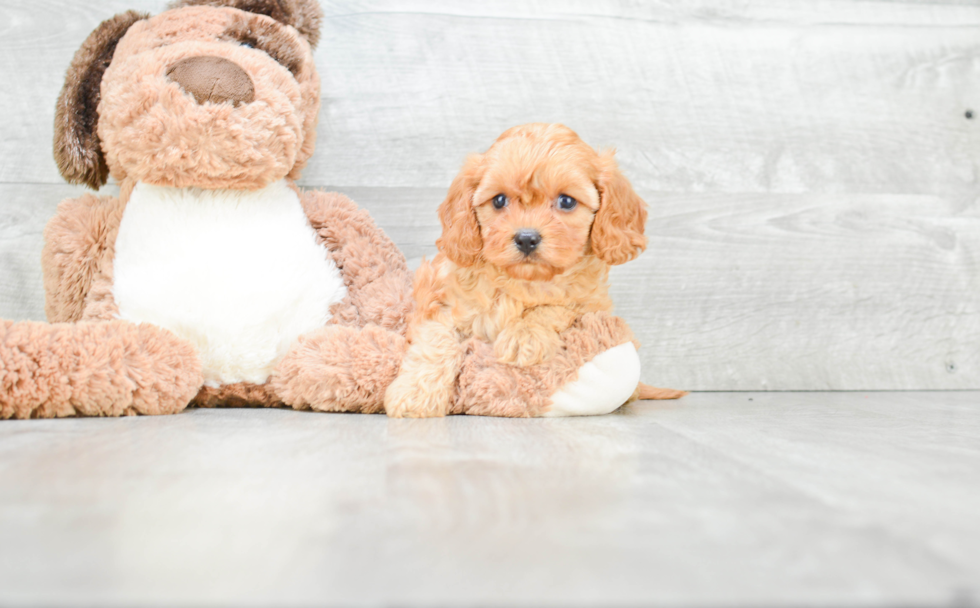 Cavapoo Pup Being Cute