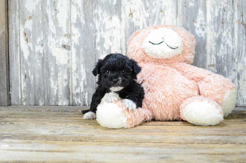 Morkie Pup Being Cute