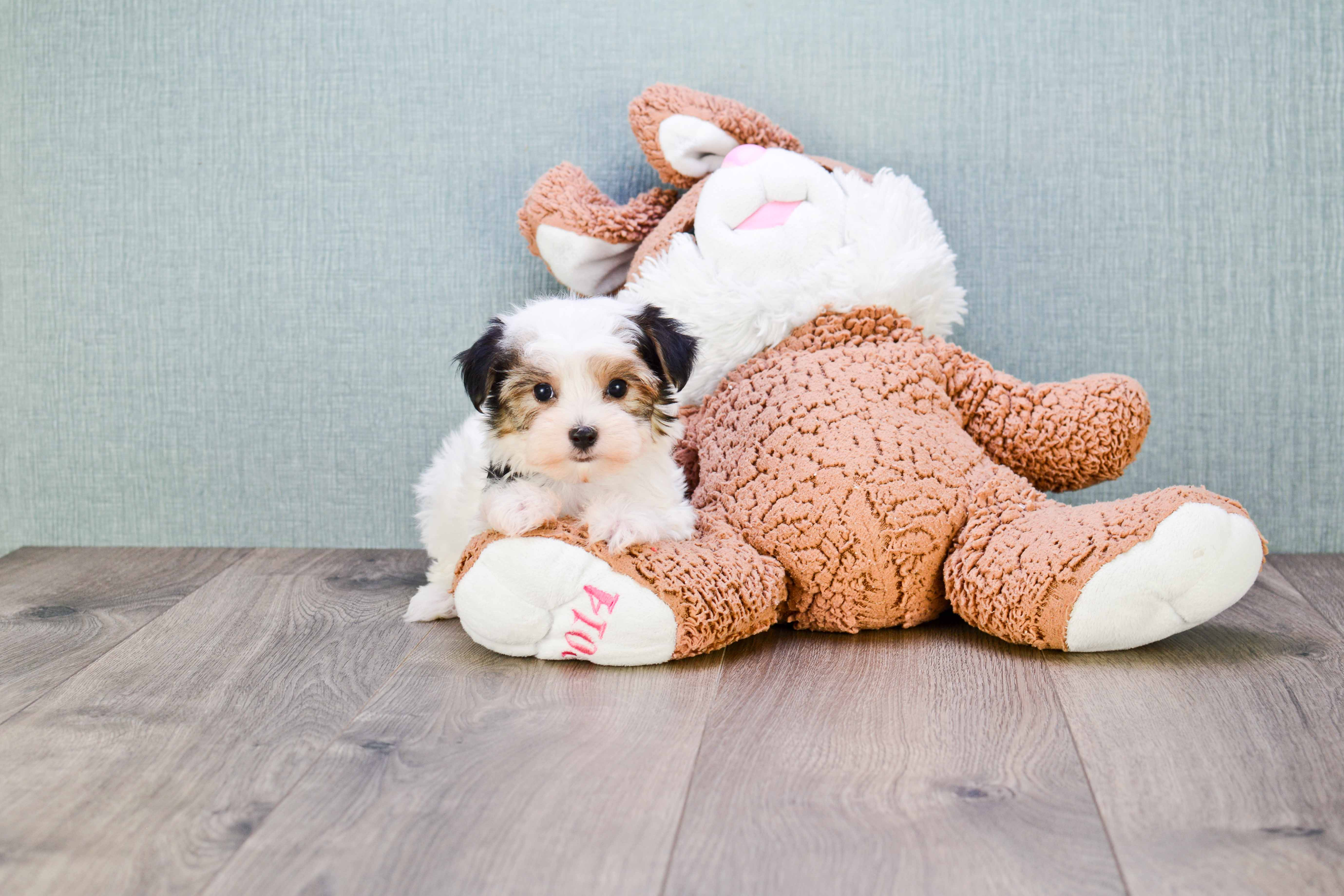 Fluffy Morkie Designer Pup