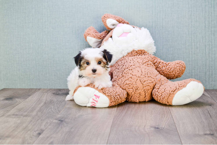 Fluffy Morkie Designer Pup