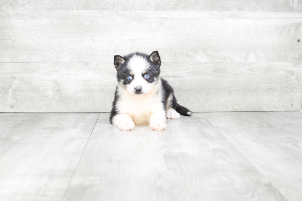 Pomsky Puppy for Adoption