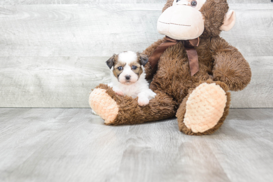 Happy Teddy Bear Baby