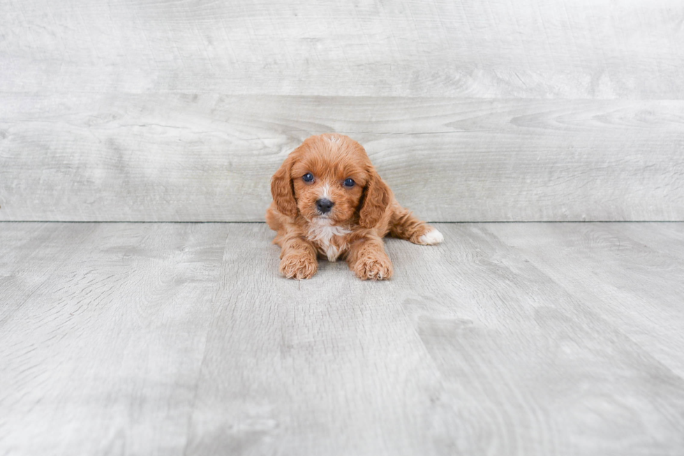 Cavapoo Puppy for Adoption