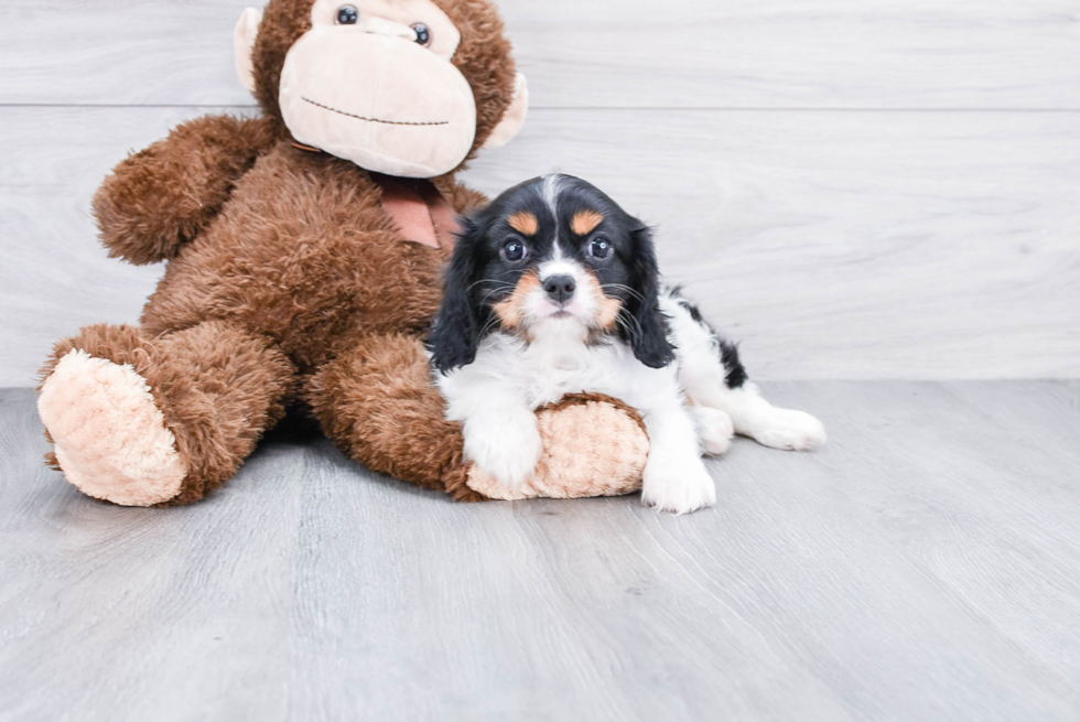 Cavalier King Charles Spaniel Pup Being Cute